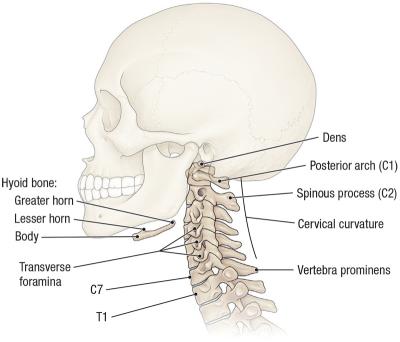 thumbs/Cervical Vertebrae.jpeg.jpg